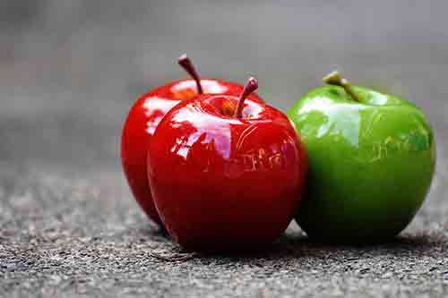 dogs love apples